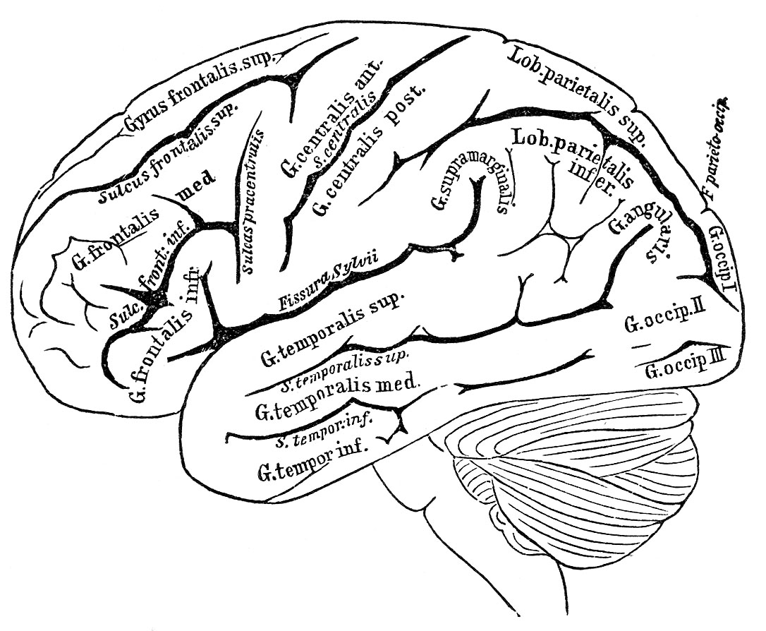 Brain clip art brain clipart clipart vintage black and white