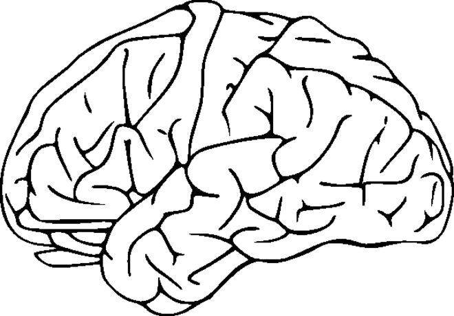 Brain clip art clipart