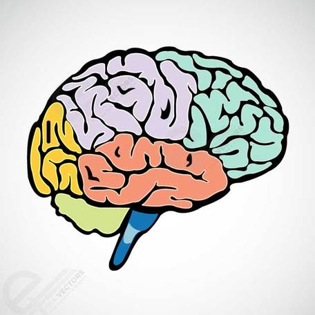 Brain clip art vector brain graphics clipart me