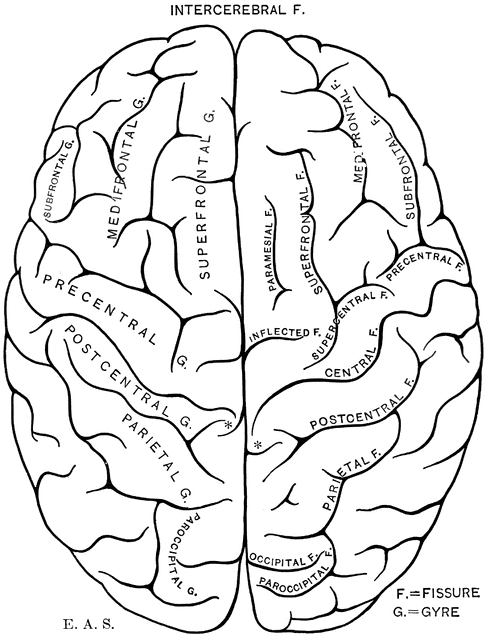 Brain clipart etc 2