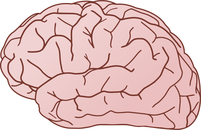 Brain free to use clip art 2