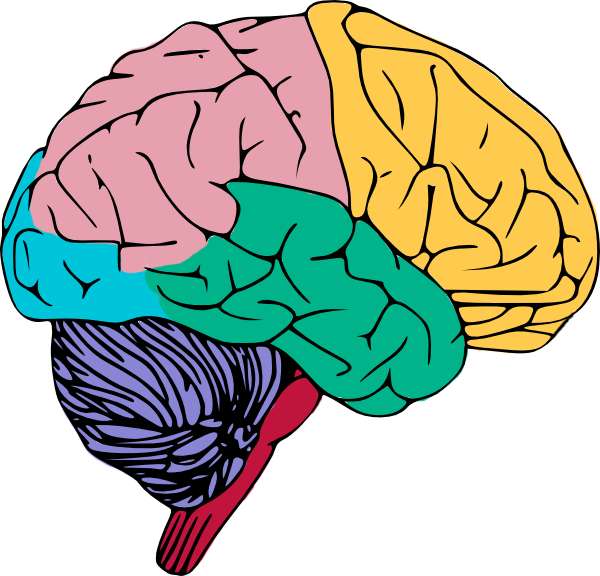 Brain free to use clip art