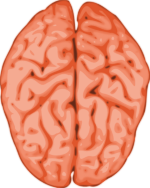 Brain free to use clipart 2