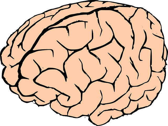 Brain free to use clipart