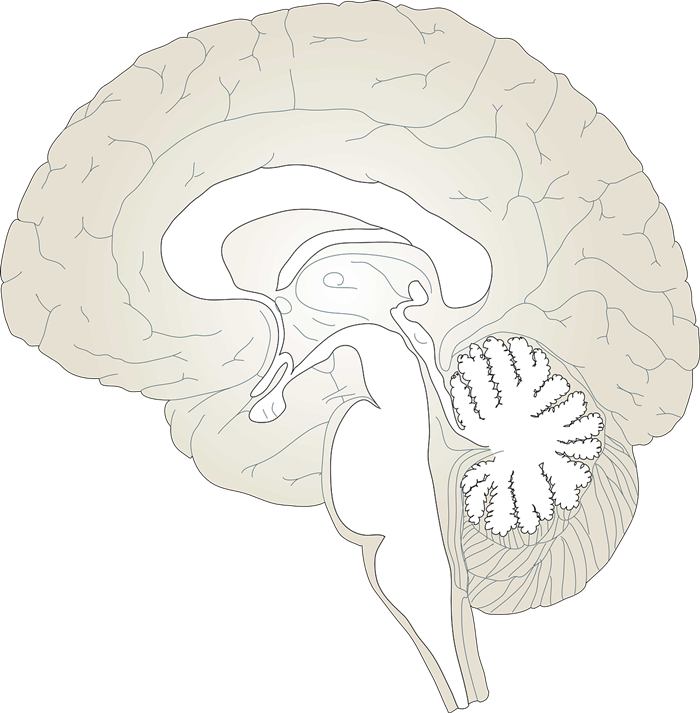 Brain free to use cliparts