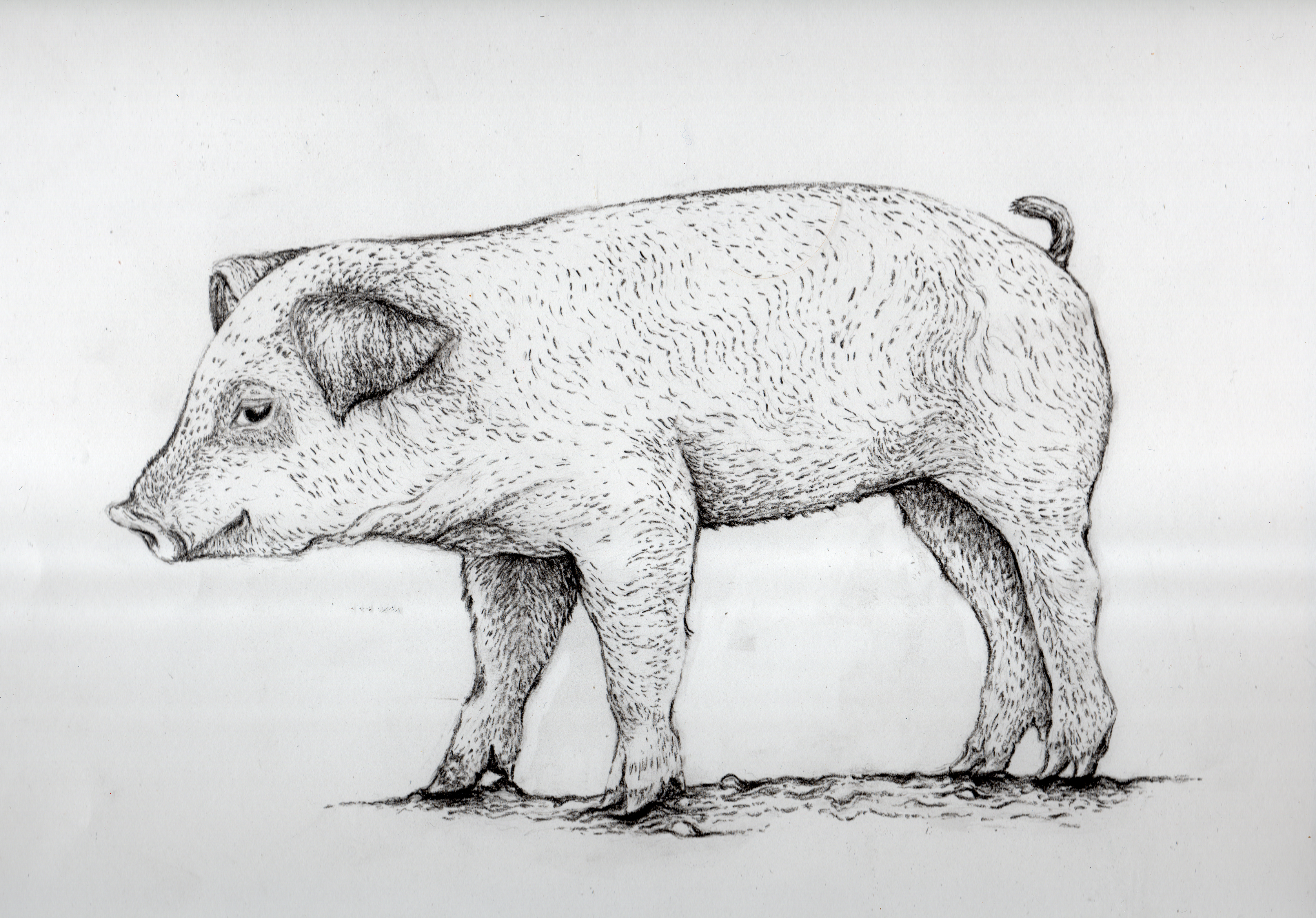 How To Draw A Pig - vrogue.co