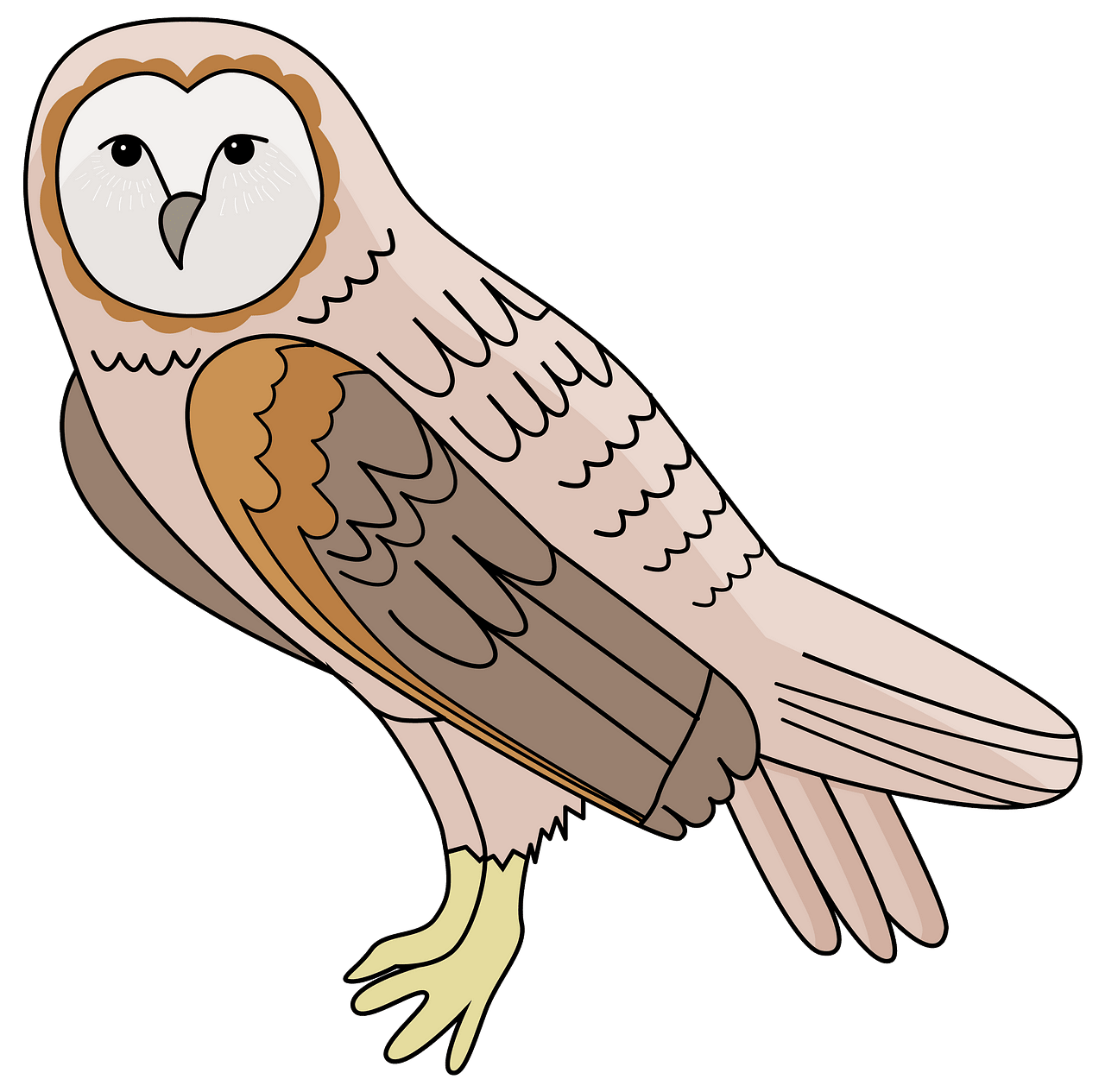 Barn Owl clipart. Free download..