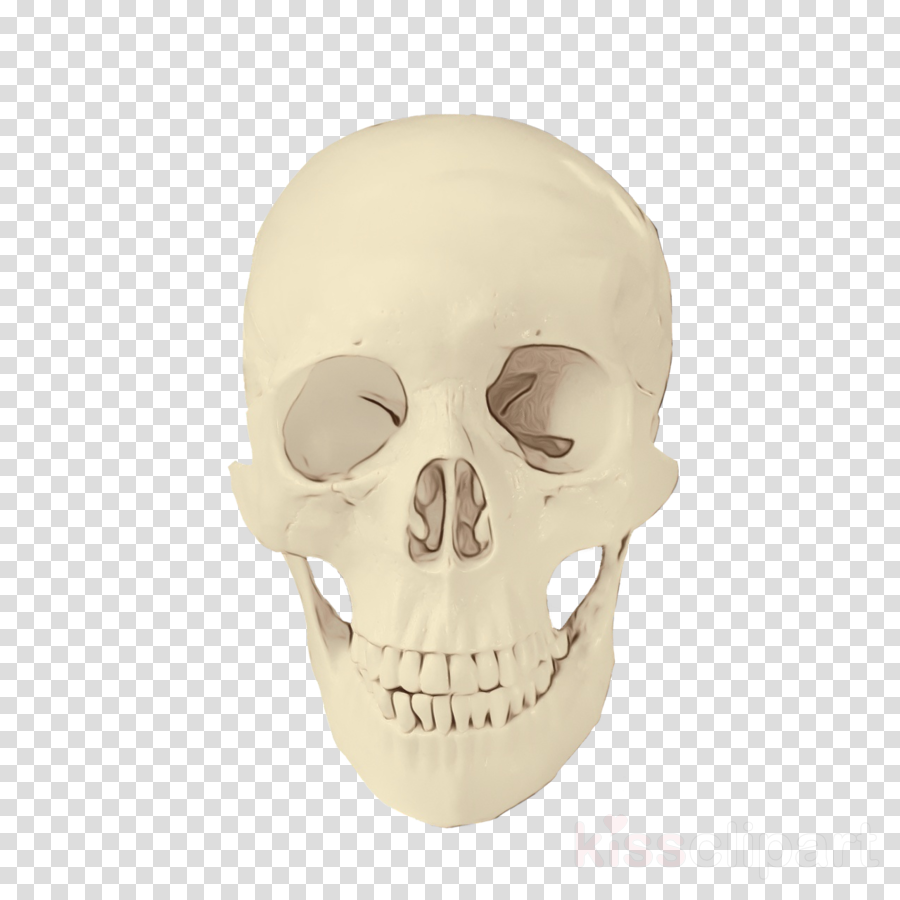 bone skull face head jaw clipart.