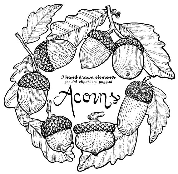 Fall Acorn Clipart. Instant Download. Lithographic, acorn.