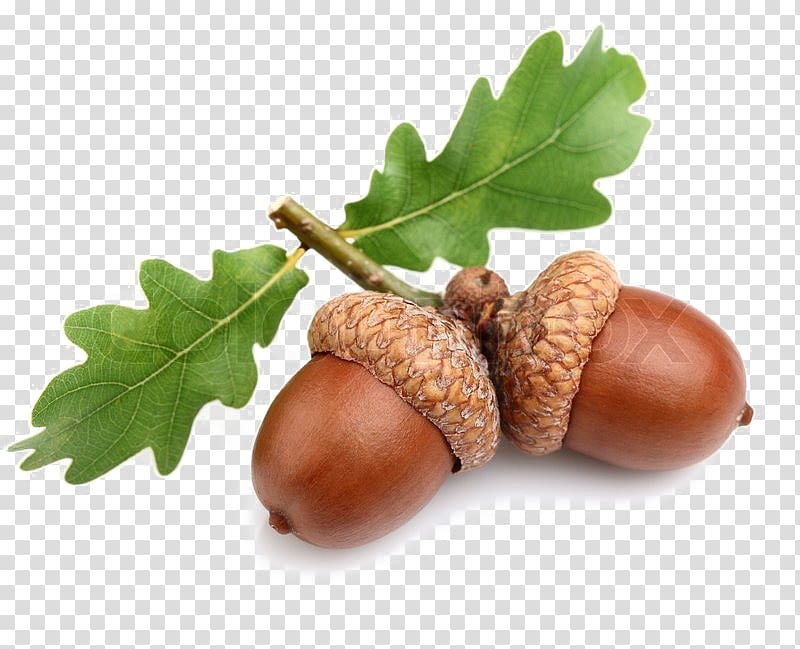 Acorn Oak , acorn transparent background PNG clipart.