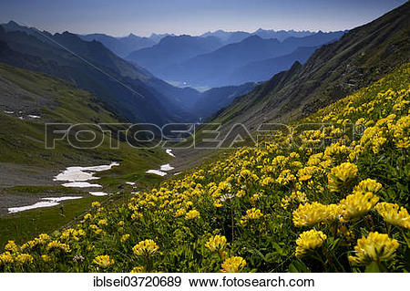 Stock Photograph of "Common Kidneyvetch or Woundwort (Anthyllis.