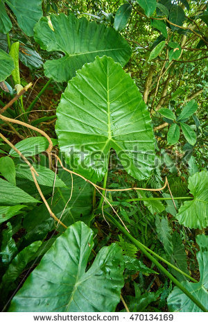 Alocasia Banque d'Image Libre de Droit, Photos, Vecteurs et Vidéo.