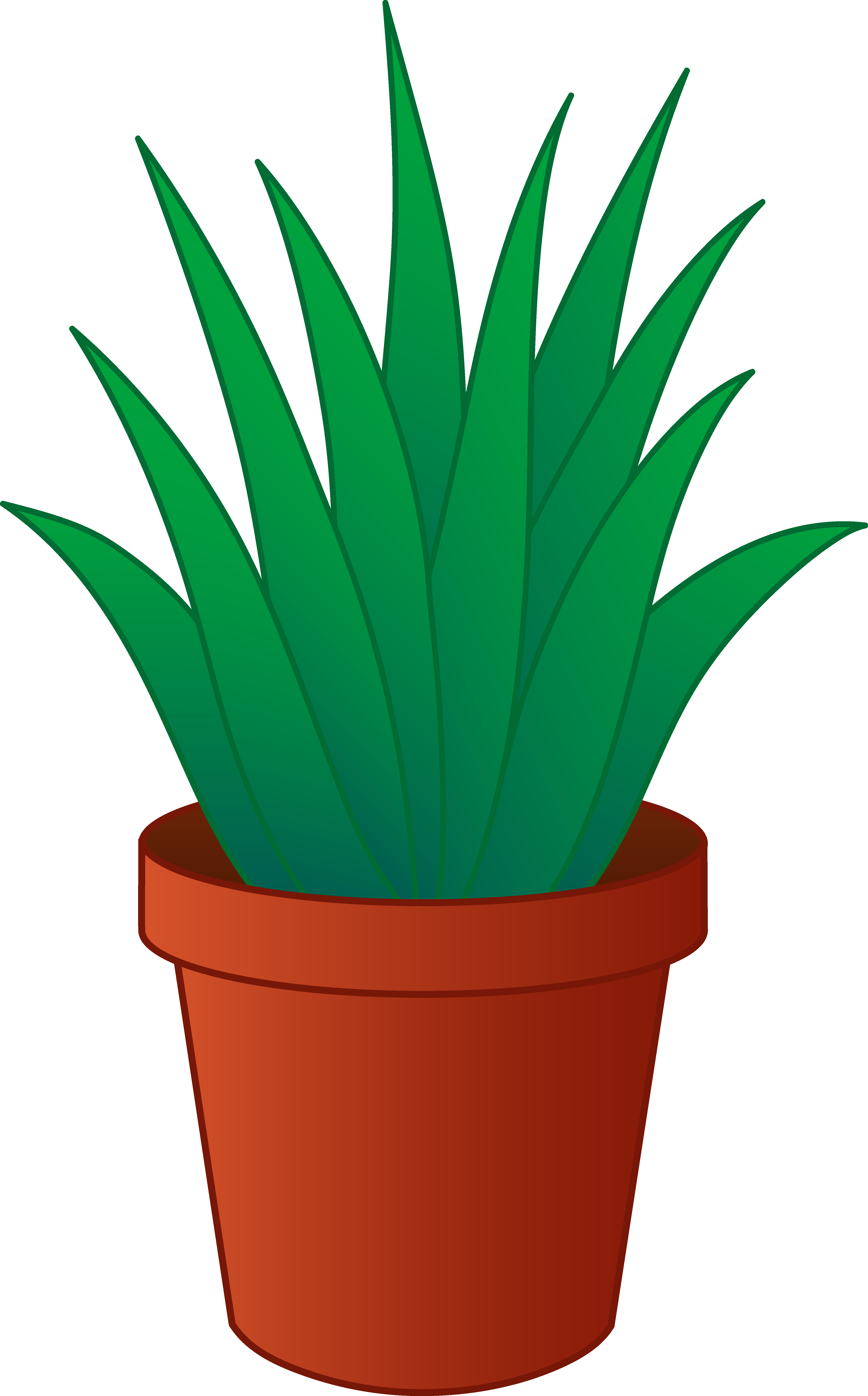 Aloe Vera Plant in Pot.