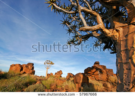 Aloe Dichotoma Stock Photos, Royalty.