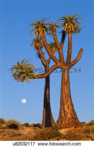 Picture of Moon rising behind giant tree aloes, Aloe pillansii.