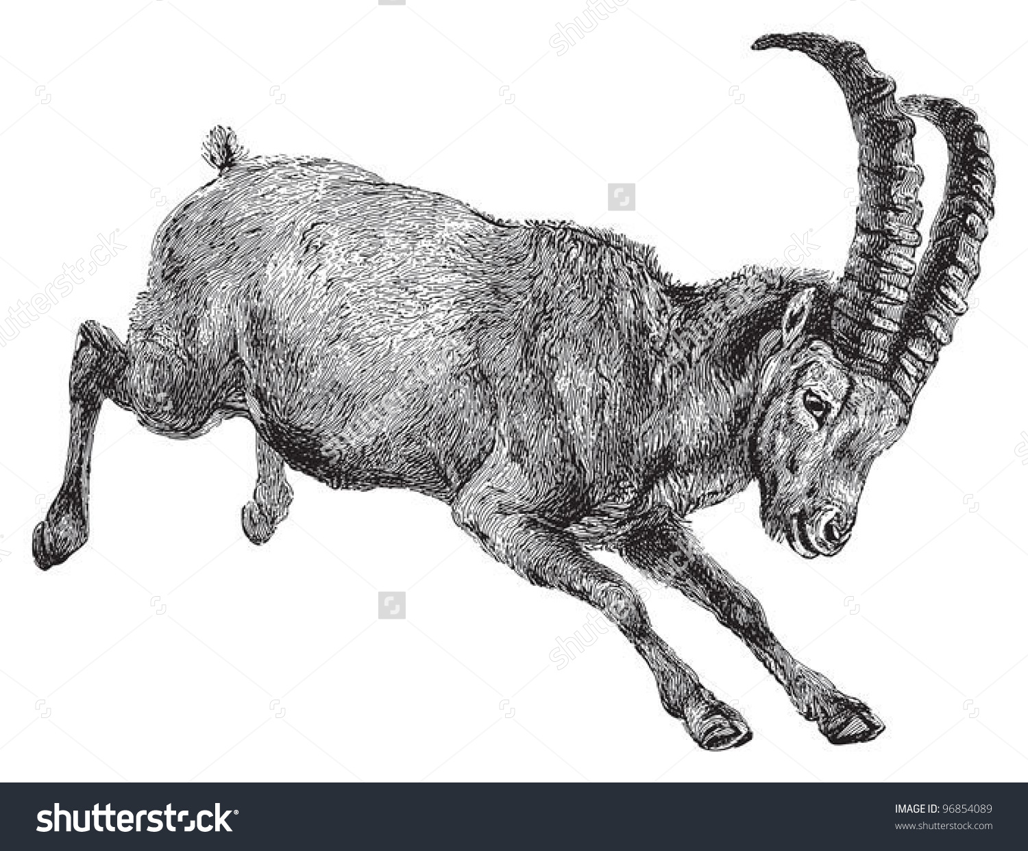 Alpine Ibex Clip Art.