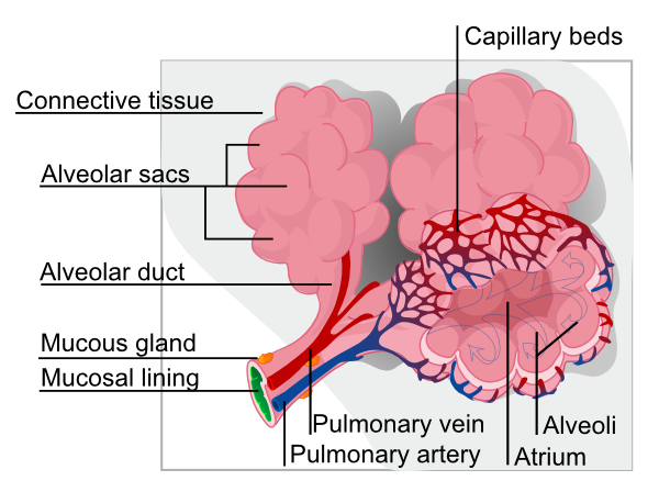 Alveolus Diagram Clip Art at Clker.com.