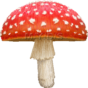 Fly Agaric, Fly Amanita, Amanita Muscaria clipart / Free clip art.