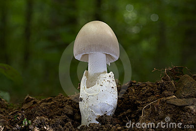 Amanita Vaginata Stock Images.