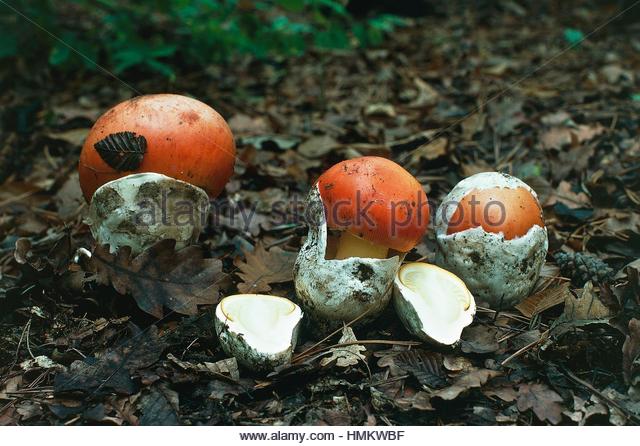 Caesars Mushroom Stock Photos & Caesars Mushroom Stock Images.