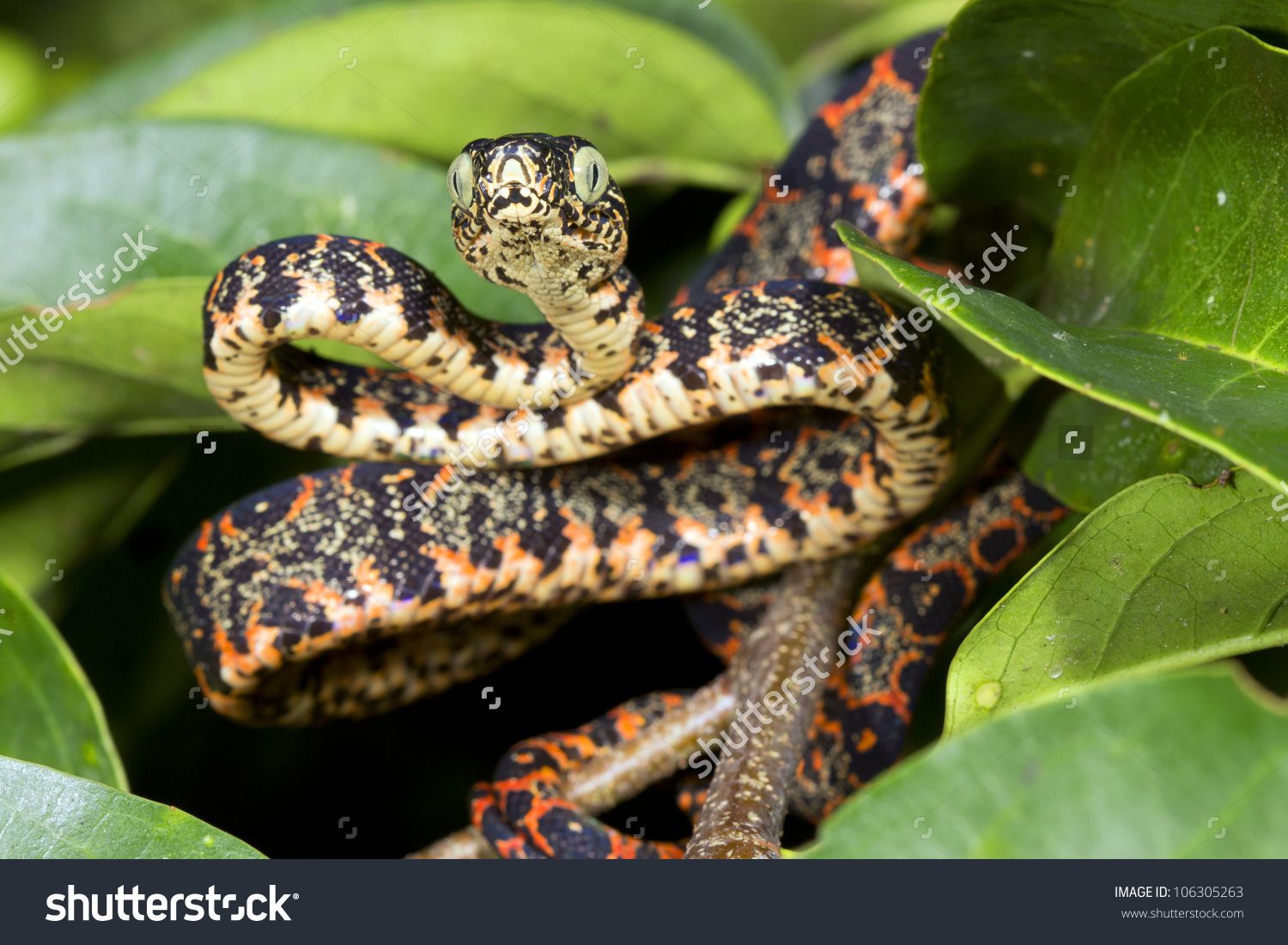 Juvenile Amazon Tree Boa Corallus Hortulanus Stock Photo 106305263.