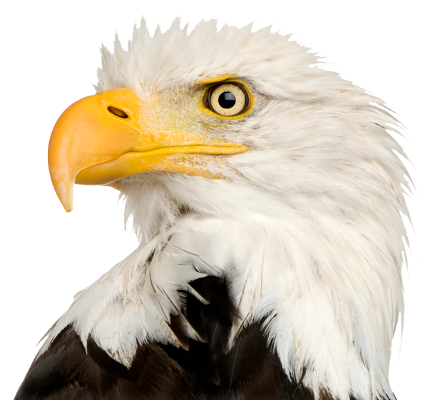 Eagle Transparent PNG, Eagle Head, Bald Eagle Clipart Free.