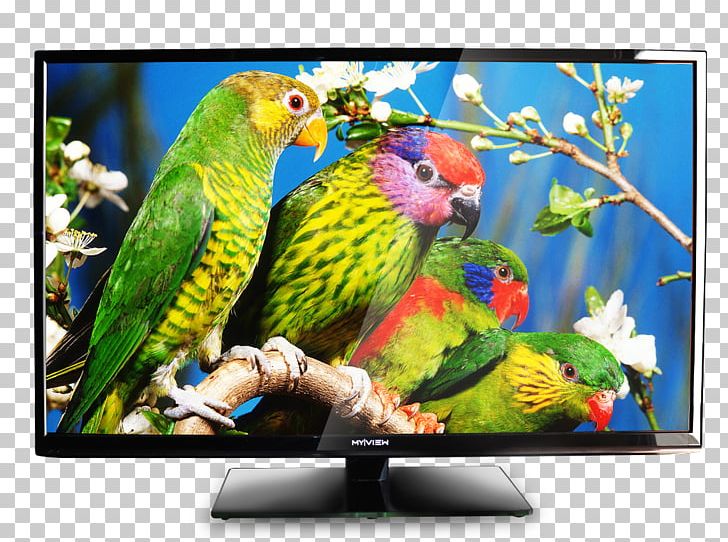 Bird Parrot Owl Wild Animals Jigsaw Television PNG, Clipart.