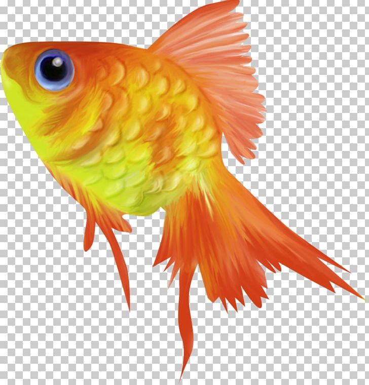 Goldfish Animation PNG, Clipart, Animation, Beak, Bony Fish.