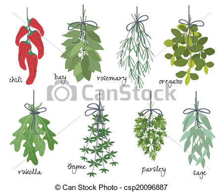 Vector of Bunches of medicinal aromatic herbs.