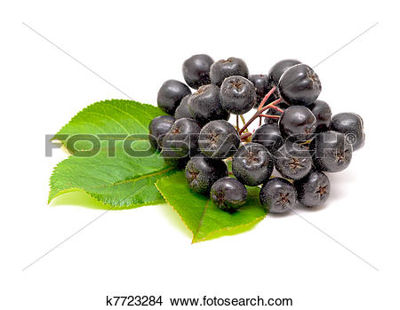 Stock Photo of Aronia berries on a white background k7723284.