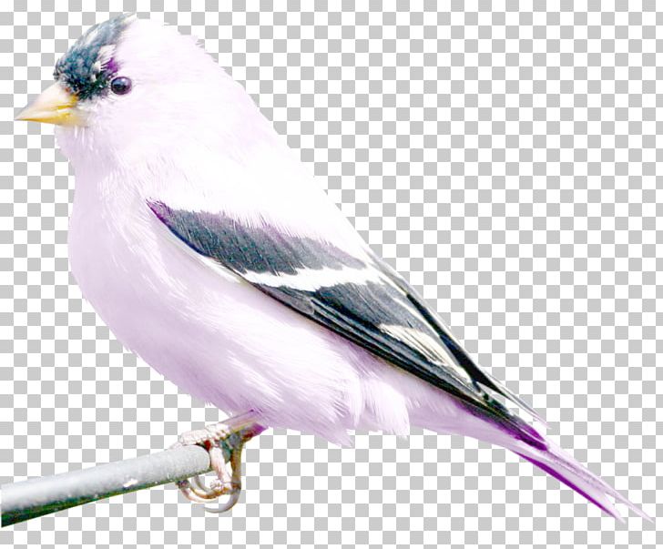 Bird Art Photography PNG, Clipart, Animals, Art, Art Nouveau.