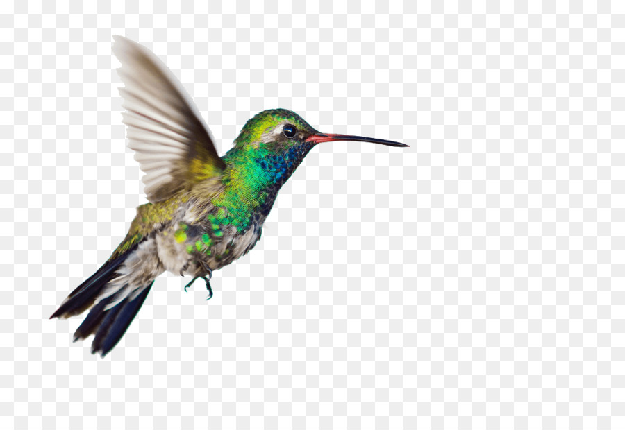 Colibrí, Aves, Fondo De Escritorio imagen png.