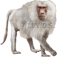 Sacred Baboon, Hamadryas Baboon clipart graphics (Free clip art.