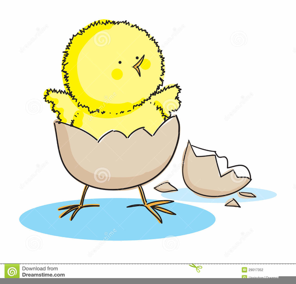 Chick Hatching Clipart.