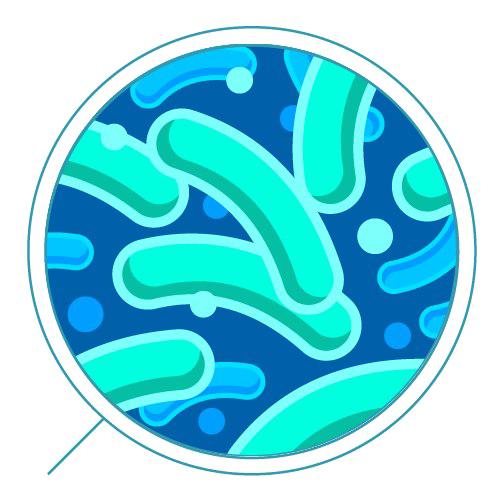 Bacteria PNG Transparent #23422.