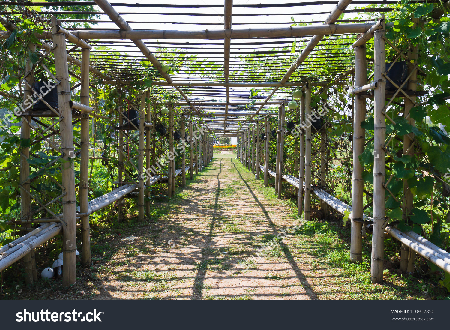 Bamboo Tunnel Garden Covered By Squash Stock Photo 100902850.