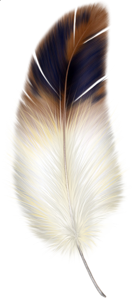 Bird feathers clipart.