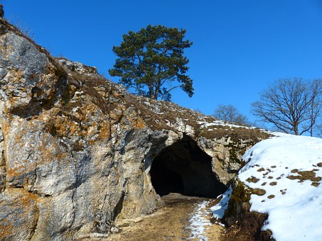 Cave, Animals.