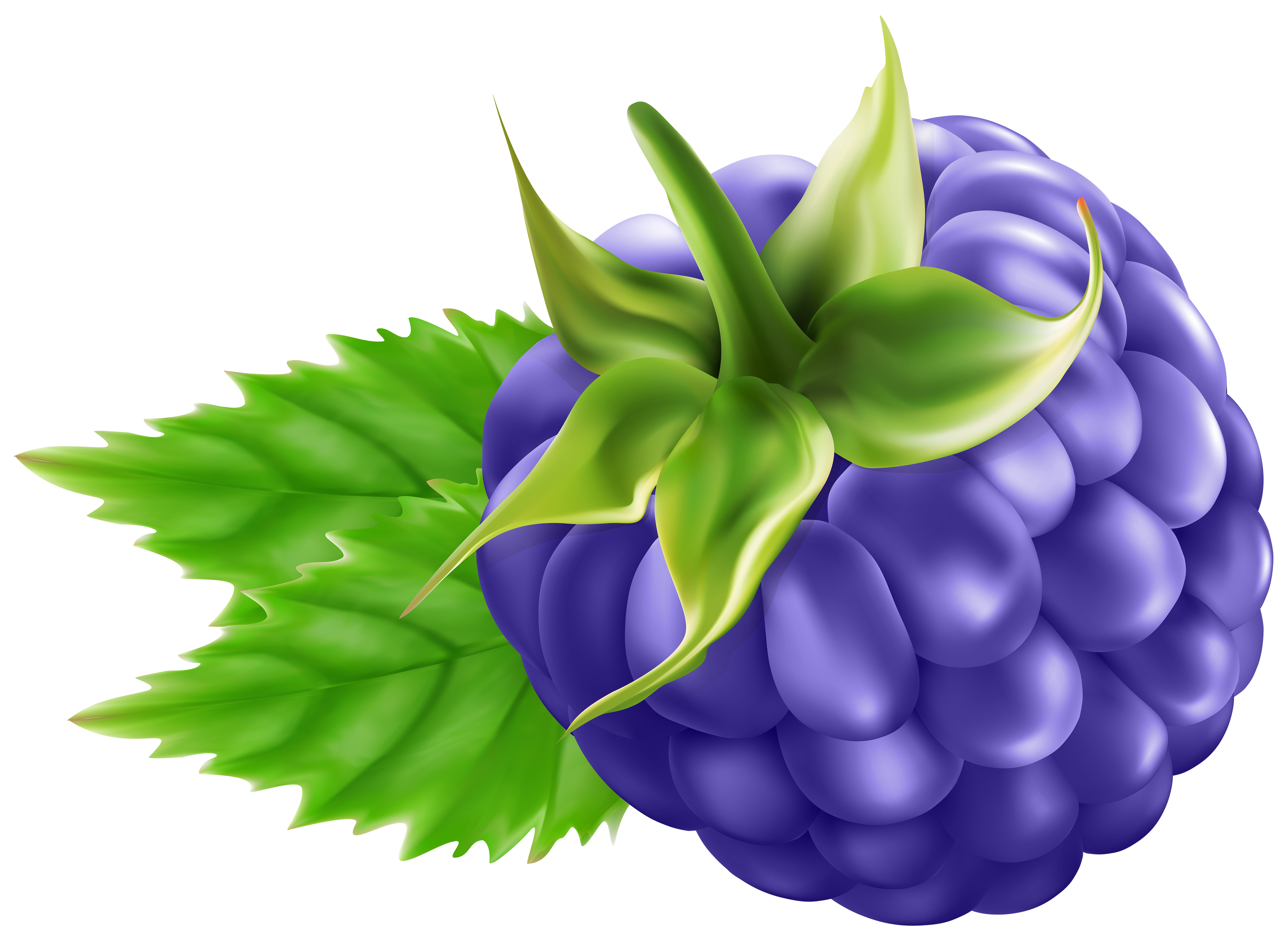 Blackberry Transparent PNG Clip Art.