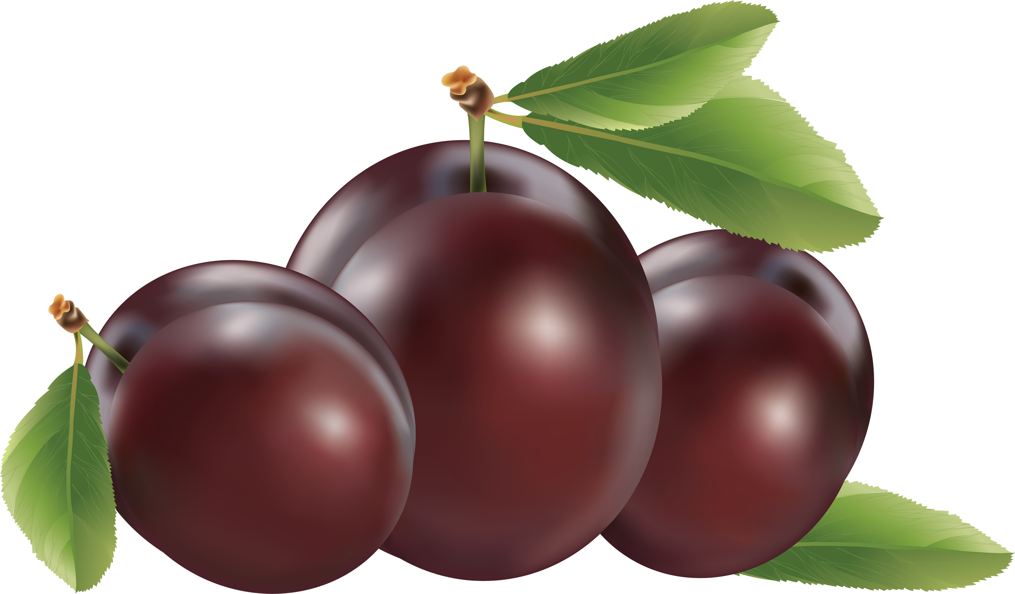 FRUIT for SLIMMING: 12 PLUMS DAILY MAKES MIRACLE FOR a slim figure.