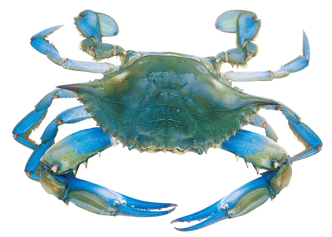 Free Female Crab Cliparts, Download Free Clip Art, Free Clip.