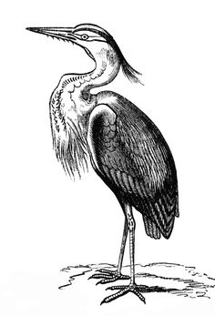 Blue heron clipart.