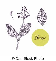 Borago officinalis Illustrations and Stock Art. 16 Borago.