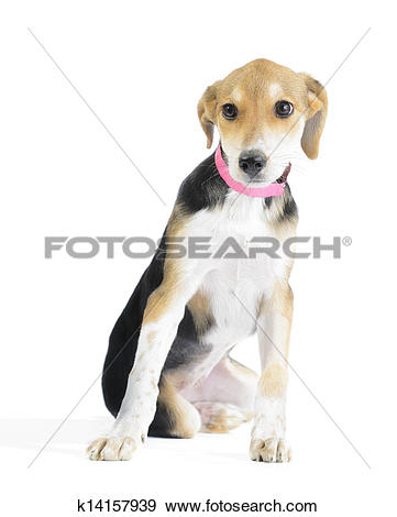 Stock Photograph of Border collie/beagle mix puppy isolated on.