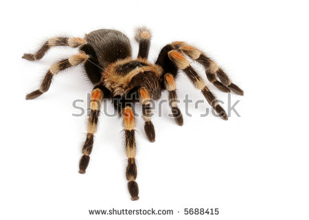 Mexican Redknee Tarantula Brachypelma Smithi Spider Stock Photo.