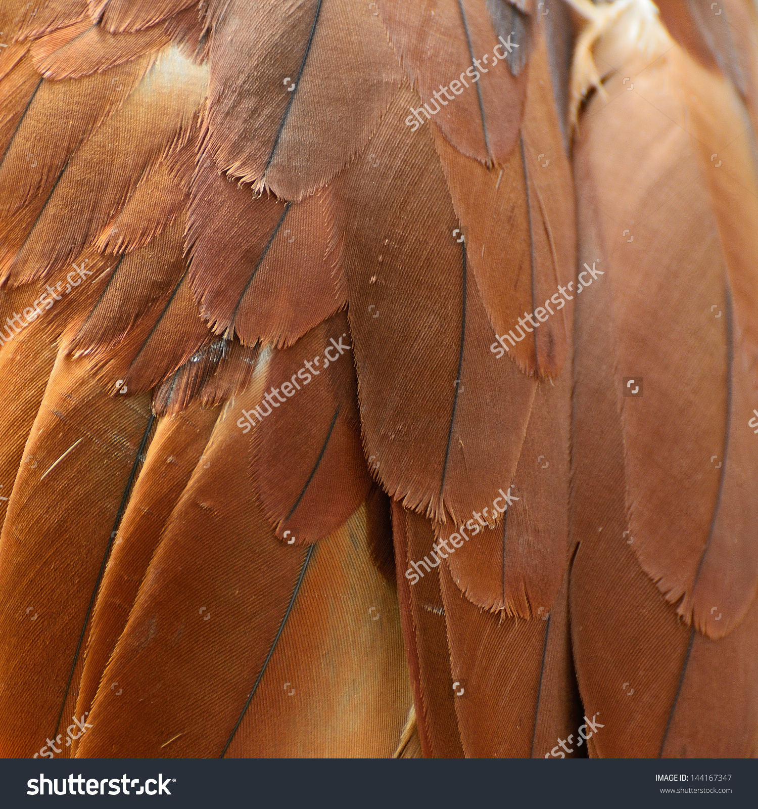 Brahminy Kite (Haliastur Indus) Feather Stock Photo 144167347.