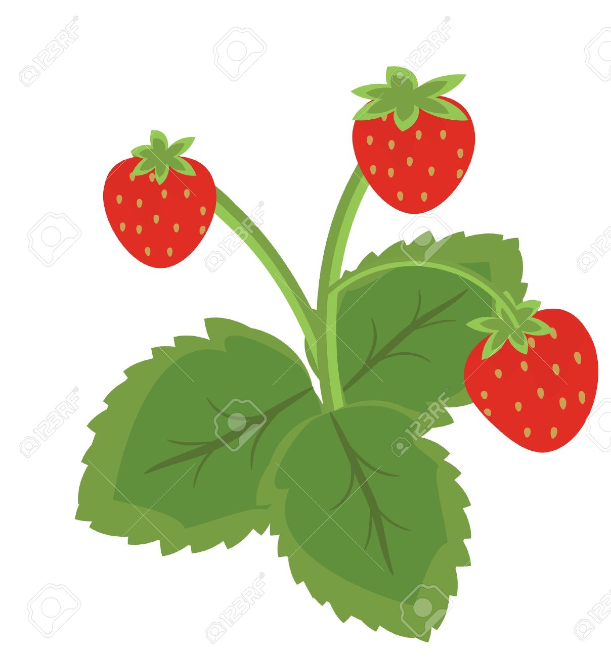 Strawberry Fruits With Leaves Royalty Free Cliparts, Vectors, And.