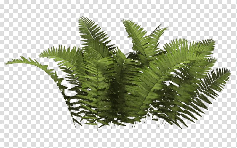 Illustration of green leafed plants, Shrub Plant, Bush transparent.