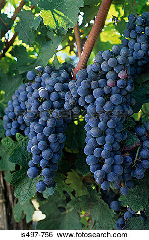 Stock Images of Cabernet sauvignon grapes is497.