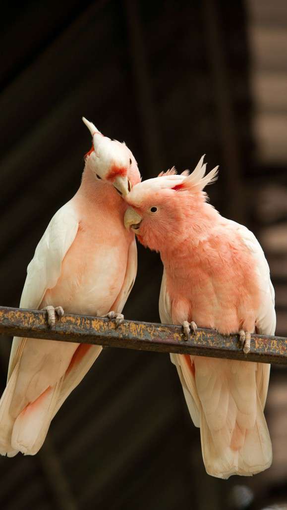 Major Mitchell Cockatoo Diet, Habitat & Reproduction.